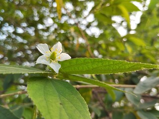 Muntingia calabura or Singapore Cherry foliage and flowers in an outdoor garden 