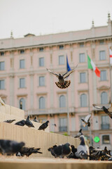 Pigeons on the monument in the metropolis