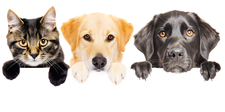 dogs and cats peeking over web banner extracted. isolated on white background,png, ai generated.