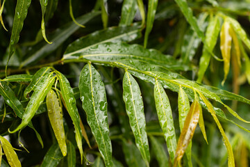 A leafy green plant with raindrops on it