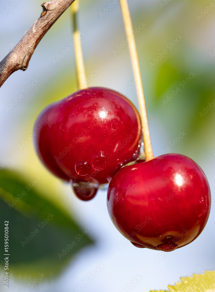 Canvas Prints two red cherries hanging from a tree