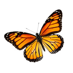 Fototapeta premium Vibrant monarch butterfly in flight isolated on white background