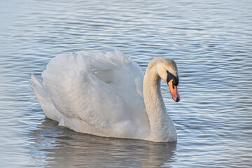 Obraz premium Schwimmender Schwan