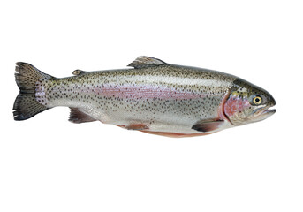 Naklejka premium Pristine fresh rainbow trout with glistening silvery scales, iridescent dark spots, dark head, and clearly visible fins, isolated against a transparent studio background, Concept for gourmet food