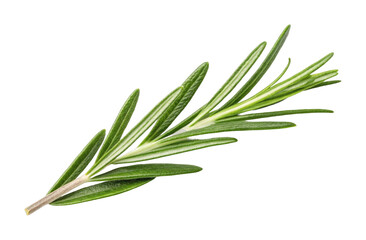 Fototapeta premium Fresh rosemary herb sprig isolated on white background
