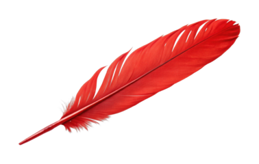 Vibrant red feather with detailed texture on black