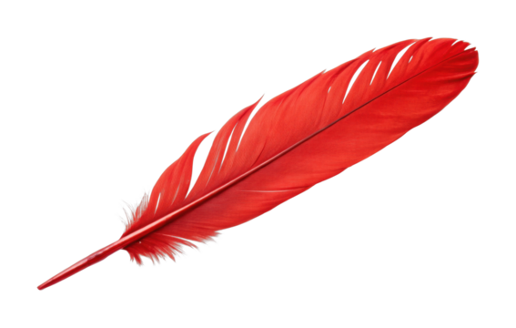 Vibrant red feather with detailed texture on black