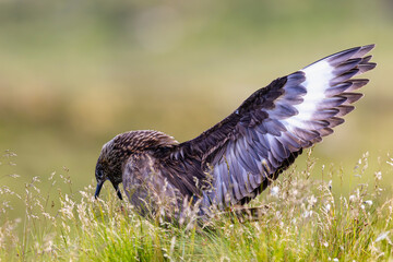 Wydrzyk wielki, The great skua, Stercorarius skua © Michal Przystas