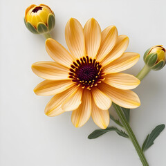 Obraz premium Coreopsis 3D rendered flower vividly isolated on a white background with bright colors and realistic textures 