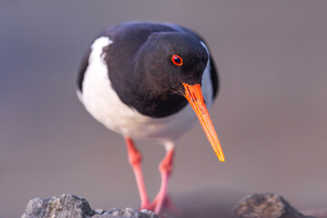 Ostrygojad, The Eurasian oystercatcher, Haematopus ostralegus