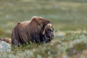 Piżmowół arktyczny, Musk ox, muskox, Norewgia © Michal Przystas