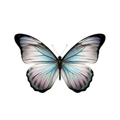 Obraz premium Elegant blue and white butterfly with intricate wing patterns