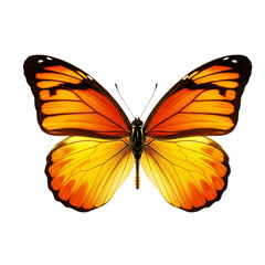 Vibrant orange and yellow butterfly with intricate wing patterns