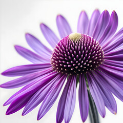 Obraz premium Echinacea 3D rendered flower elegantly isolated on a white background with spiky petals and vibrant colors 