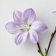 Fototapeta premium Gaura 3D rendered flower gracefully isolated on a white background with delicate petals and soft tones 