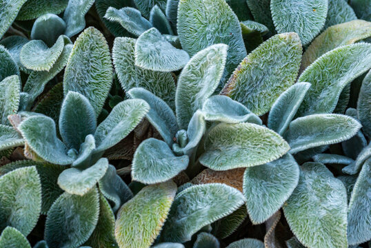 Woll-Ziest  Bb&auml;tter