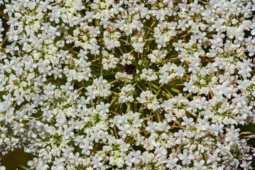Wilde Möhre Blütendetail