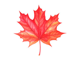 Naklejka premium Single Red Maple Leaf Watercolor on Plain Background