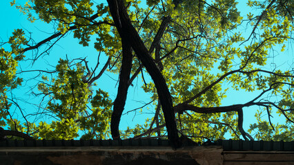 oak trees with a branches on the roof