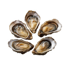 Five fresh oysters isolated on white background, raw seafood in natural shells