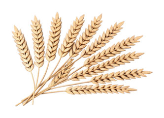 Golden wheat ears arranged in a fan shape displaying natural grain beauty