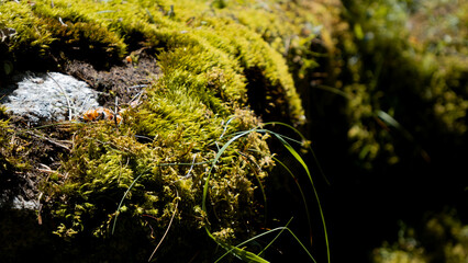 green moss in the forest, Kazakhstan, Almaty, Almarasan gorge, Terra Meadow