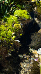 green moss in the forest, Kazakhstan, Almaty, Almarasan gorge, Terra Meadow