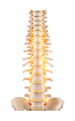 Human spine anatomy showing vertebrae structure and alignment