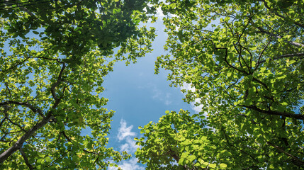 Bottom-up view tall trees with vibrant green leaves on sky background. Sustainable conservation and ecology concept