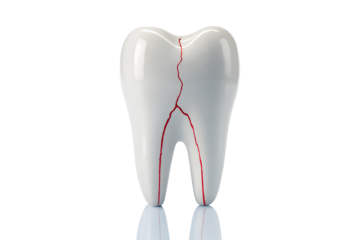 A single, oversized molar tooth dominates the frame, positioned centrally against a stark white background.