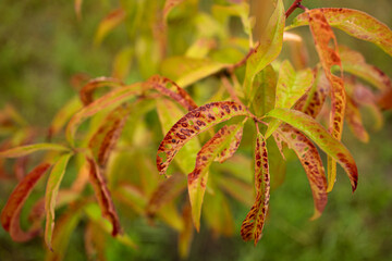 Fototapeta premium Exploring the effects of plant diseases on vibrant foliage with visible symptoms of distress
