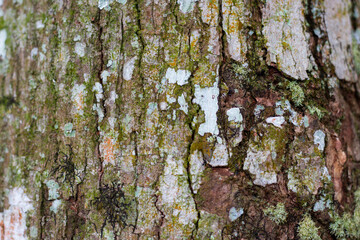 Close-up of Textured Tree Bark with Lichen and Moss, Nature Background