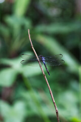 Blue Dragonfly Perched on Branch Against Green Blurred Background Nature Wildlife