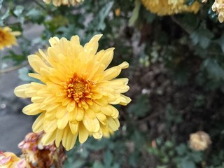 yellow dahlia flower