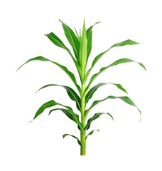 Naklejka premium Lush green corn plant with vibrant leaves on black background