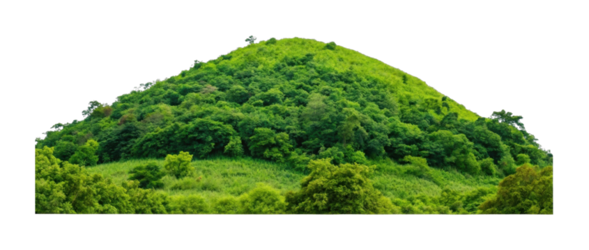 Lush green hill with dense forest vegetation and vibrant foliage