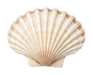 Scallop seashell with natural ridges and symmetrical design