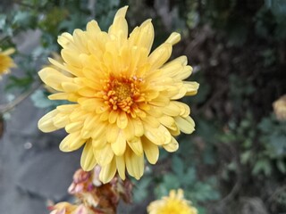 yellow dahlia flower
