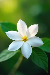 Obraz premium A close-up shot of a blooming jasmine flower, its delicate petals releasing a sweet fragrance into the air The image evokes feelings of freshness and natural beauty , white flower, freshness