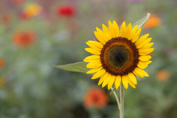 Bright Yellow Sunflower with Background of Blurred Foliage and Flowers