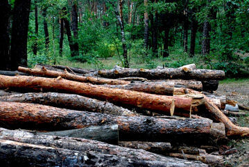 long, sawn trunks of tall pine trees are piled up among the trees in the forest