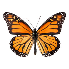 Fototapeta premium Monarch Butterfly A Detailed View on transparent background