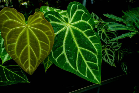 Anthurium leaves in focus, showcasing velvety textures and striking white veins against rich green foliage. The dense cluster and soft lighting emphasize their natural elegance and vivid structure. - Powered by Adobe