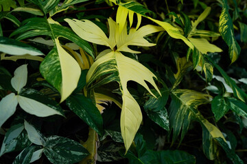 Close-up view of a variegated Philodendron Florida Beauty displaying its distinctive multi-lobed leaves with striking creamy yellow and green marbling, tropcial landscape, dark foliage. © lacastudio
