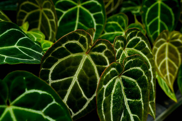 Anthurium leaves in focus, showcasing velvety textures and striking white veins against rich green...
