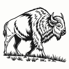 Obraz premium Majestic bison walking through a grassy field