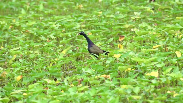 The bronze-winged jacana (Metopidius indicus) is a wader in the family Jacanidae. It is found Southeast Asia and species in the genus Metopidius. Wader bird feeding in wet land
