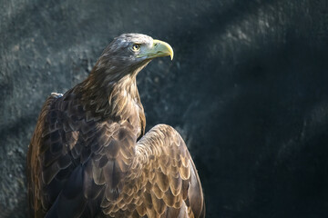 A regal eagle with sharp yellow eyes and a curved beak perches against a blurred natural...