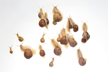 snails crawl in a group on a white background. Animal world in nature.