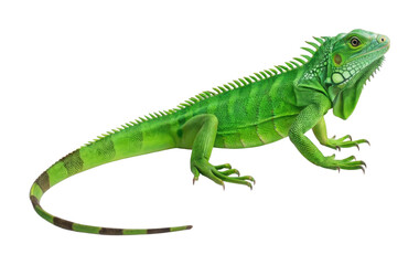 Green iguana side view with detailed scales and spikes